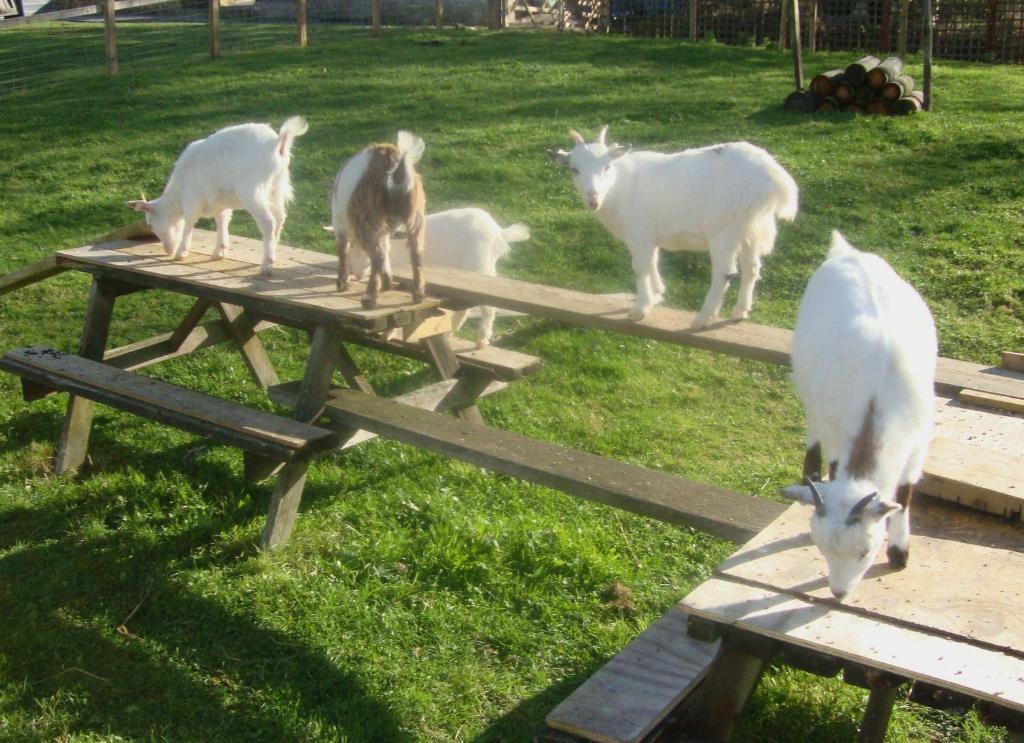 Hunters Lodge Inn Wincanton Cameră foto